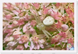 Crab Spider * Thomisidae Spp. * (28 Slides)